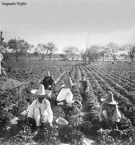 Campesinos cosechando fresas en 1901 en Irapuato Guanajuato , Mexico ...