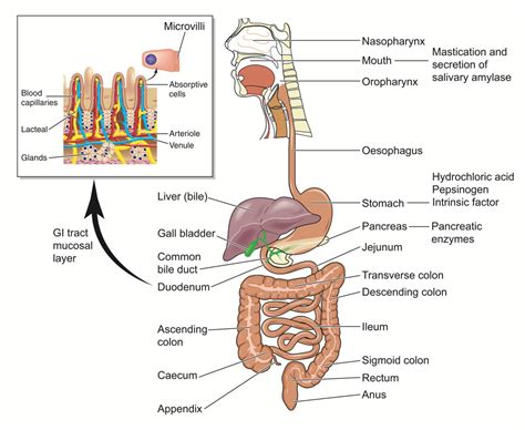 Pediatric Gastroenterology - Live Oak Surgery Center Plano