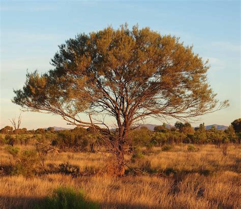 Western Australian Mulga Shrublands | One Earth