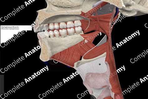 Styloglossus Muscle | Complete Anatomy