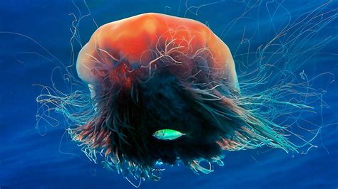 Lions Mane Jellyfish – Bing Wallpaper Download