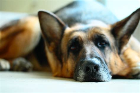 Lethargy in Dogs: What You Need to Know – American Kennel Club