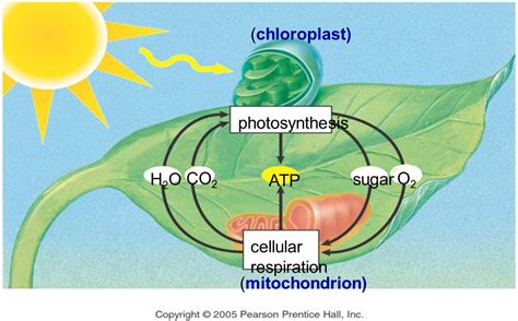 Cellular Respiration Diagram Simple | Wallpaper Site