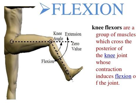 fundamental movement of joint - Kinesiology