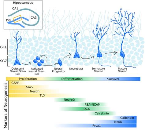 Microbiota-Gut-Brain Axis Regulation of Adult Hippocampal Neurogenesis ...