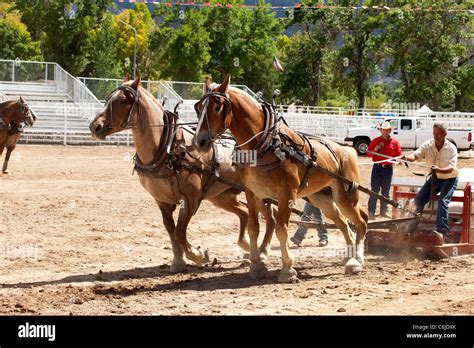 A draft horse team attempts to pull a weighted sled in a horse pull ...