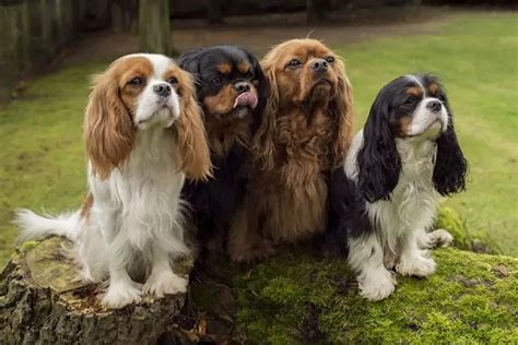 Cavalier King Charles Spaniel Breed Full Profile - Familiarity with ...