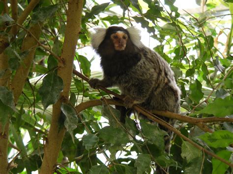 Common Marmoset | The Parody Wiki | FANDOM powered by Wikia