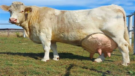 World's No 1 Biggest Charolais Cattle Breed Cow || Largest Cow In World ...