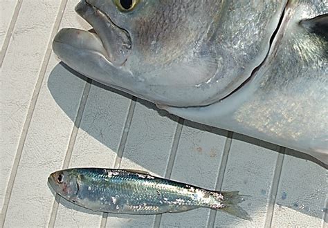 Atlantic-herring-1024×715-1 – One More Cast Light Tackle Charters Charters