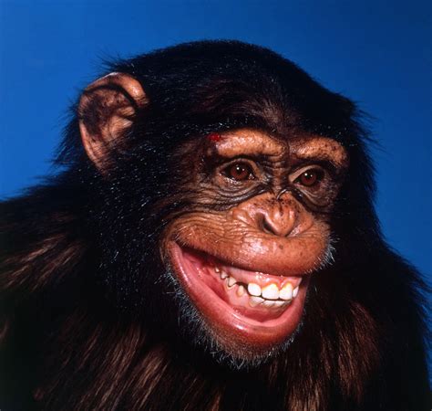 Chimpanzee Smiling