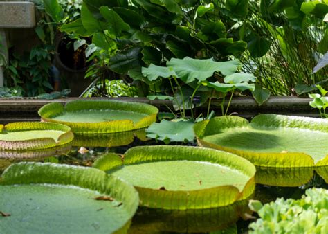 The 5 Different Types of Pond Plants and The Best Ways to Plant Them ...