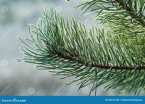 Pine iced tree stock photo. Image of environment, morning - 50416168