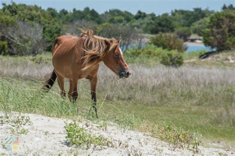 Shackleford Banks Wild Horses - CrystalCoast.com