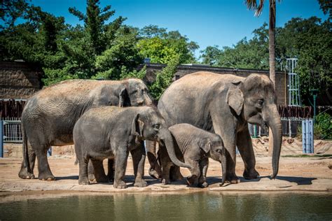 Houston Zoo | Things To Do in Houston, TX