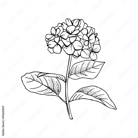 Hand-drawn hydrangea flower drawing line-art.Vector, illustration and ...