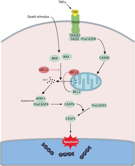 Inhibition of host apoptosis by viral BCL2-like protein ~ ViralZone