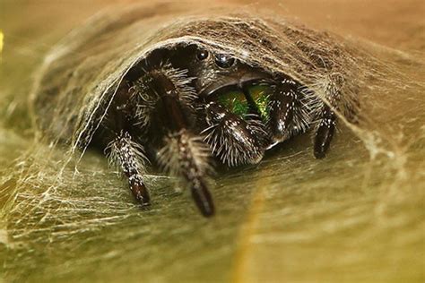 What are spider webs made of? And how? | Natural History Museum