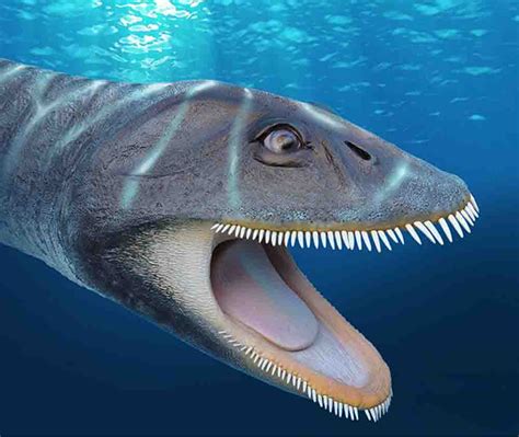 Plesiosaur fossil found 33 years ago yields new convergent evolution ...