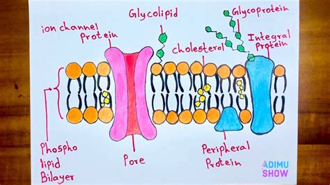 How to Draw Cell Membrane| Fluid Mosaic Model Diagram| Step by Step ...