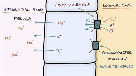 Loop Diuretics Mechanism of Action - PaxtonewaRamsey