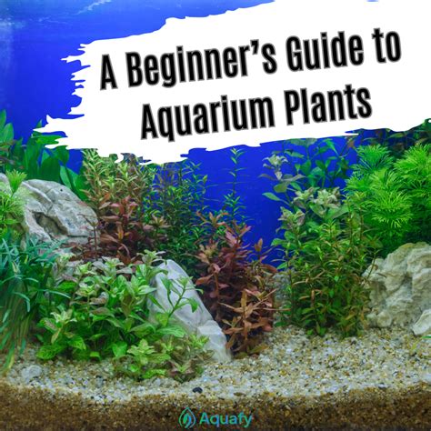 A Beginner's Guide to Aquarium Plants