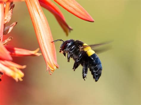 Carpenter Bee Sting: Identifying, Treating, Preventing