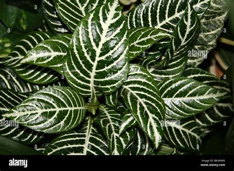 Variegated Leaves Plant White High Resolution Stock Photography and ...