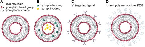 Lipid Nanoparticles─From Liposomes to mRNA Vaccine Delivery, a ...