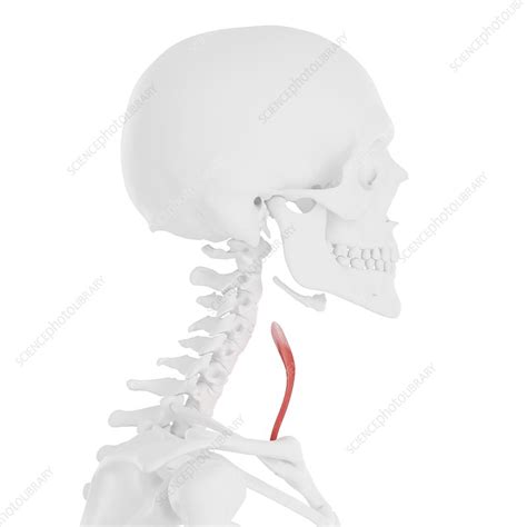 Sternothyroid muscle, illustration - Stock Image - F025/7295 - Science ...