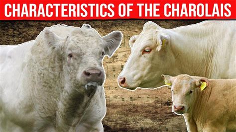 ⭕ CHAROLAIS Cattle Breed Characteristics, History, Curiosities And Care ...