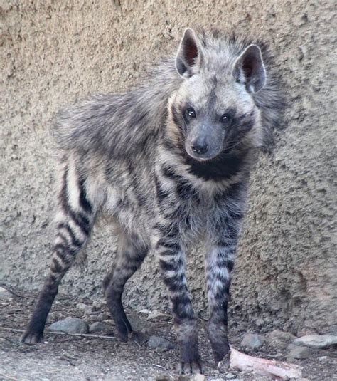 Didn't know these existed but Striped Hyenas are 🔥🔥🔥🔥🔥🔥🔥 : r ...