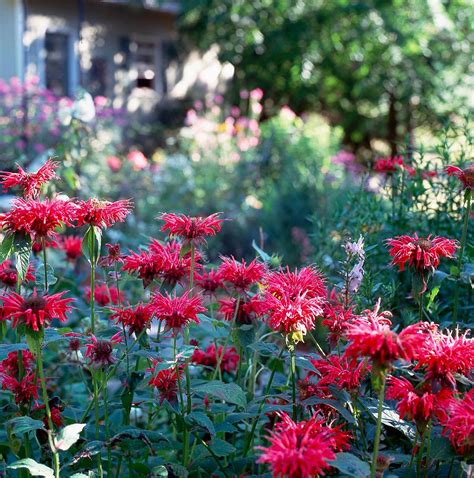 Rabbit Resistant Flowers Perennials - 5 Rabbit Resistant Perennials ...