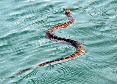 water moccasin snake | Spiders / Snakes | Pinterest | Snake, Reptiles ...