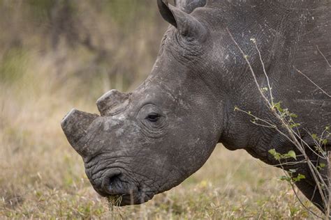 Rhino poaching declines in Kruger, but poachers are on the rampage in ...