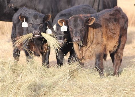 Winter Hay Considerations | UNL Beef