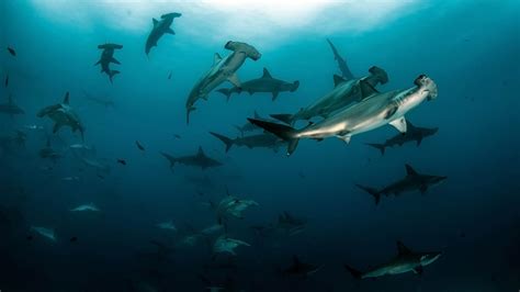 AWARE Shark Conservation | PADI Specialty Courses