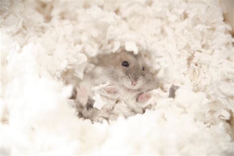 Hamster Bedding