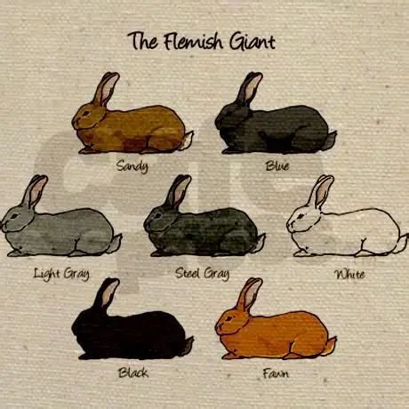 Flemish Giant Rabbit Care Sheet | Here Bunny