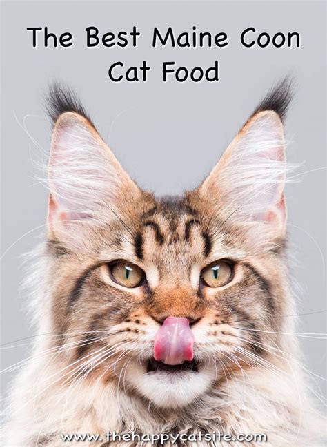 Best Cat Food For Maine Coon Cats - From Kittens To Adults