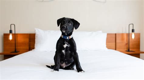 Pet Friendly Hotel | Pet Friendly Hotels in Bellingham | Boutique Hotel