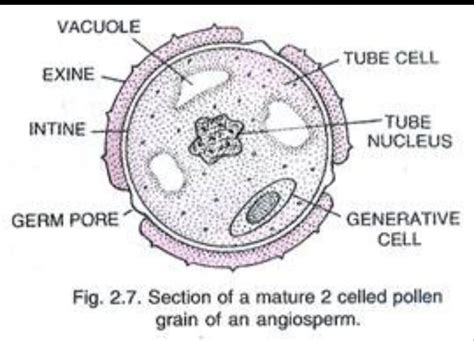 [DIAGRAM] Flower Diagrams For Pollen Duster - MYDIAGRAM.ONLINE