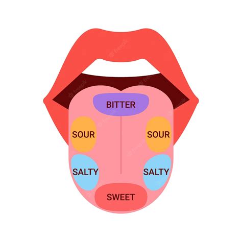 Premium Vector | Map of tongue with parts sense taste Taste buds ...