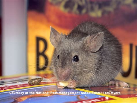 What Are House Mice? House Mice Identification & Control