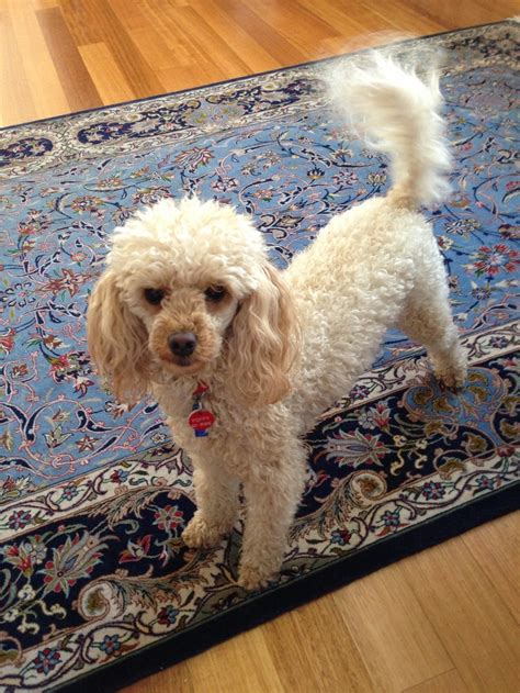 Poppy - apricot Toy Poodle | Poodles | Pinterest | Poodles, Toys and ...