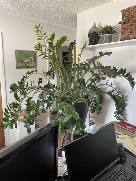 Help with massive zz plant : r/houseplants