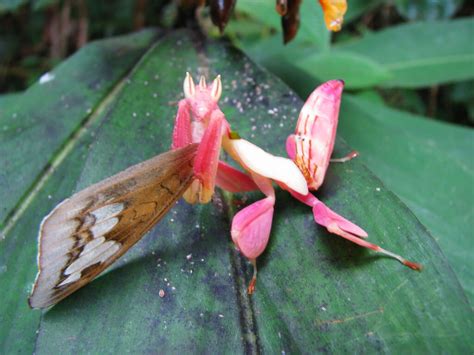 Orchid Mantis (Hymenopus coronatus) Care Sheet | Keeping Exotic Pets