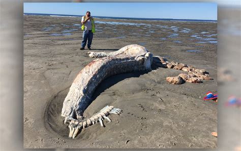 The weirdest creatures to wash ashore | Live Science