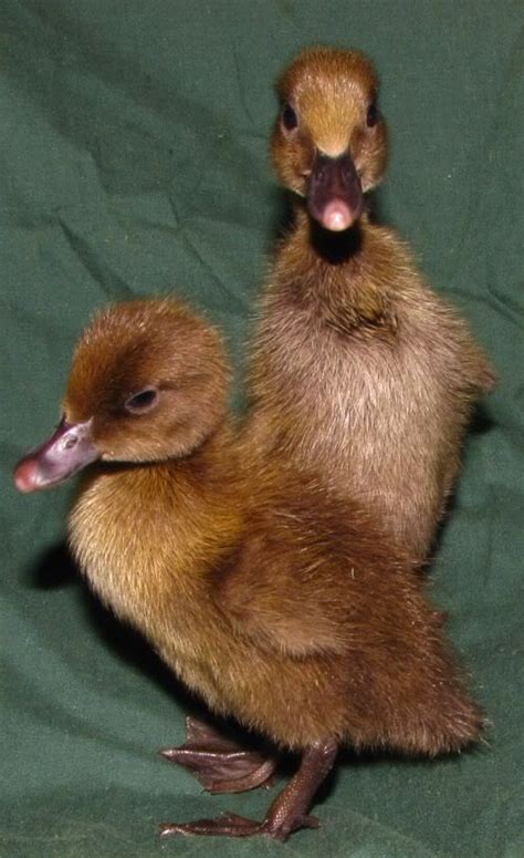 Khaki Campbell Duck for Sale - Duck Hatchery | Cackle Hatchery®