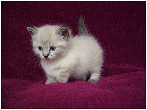 We Love Munchkin Cats! | Munchkin kitten, Munchkin cat, Cute animals